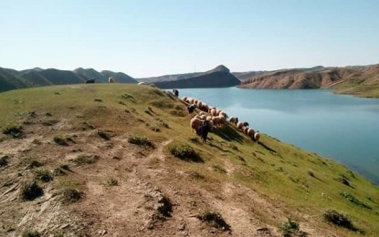 گوندی فەقێ مستەفا …………………عومەر محەمەد